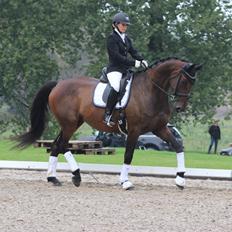 Dansk Varmblod Londondiary