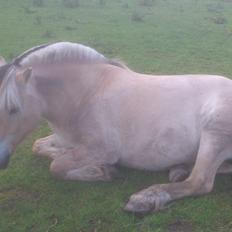 Fjordhest Sebastian