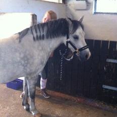 Welsh Pony af Cob-type (sec C) Aristocat (rillo) 