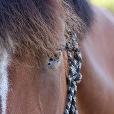 Dansk Varmblod Lacugo's Lady Sazet