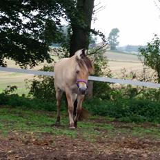 Fjordhest Curious just like me *Smilla*