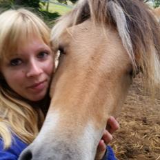 Fjordhest Curious just like me *Smilla*