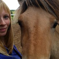 Fjordhest Curious just like me *Smilla*