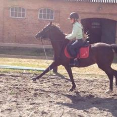 Sportsaraber (A) Lundgaardens Tiger Lili 