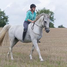 Arabisk fuldblod (OX) Wathana