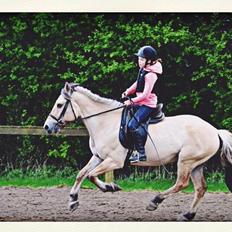 Fjordhest Alfa A guren (rideskole hest)