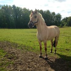 Fjordhest Alfa A guren (rideskole hest)