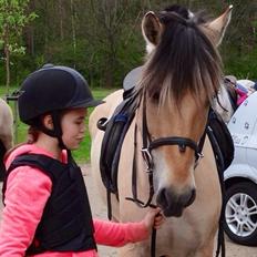 Fjordhest Alfa A guren (rideskole hest)