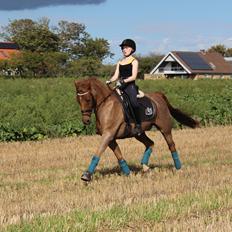 DSP Tovdal's Balooca