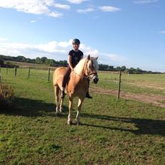 Haflinger Albert