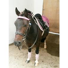 Anden særlig race Aladdin