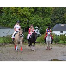 Anden særlig race Aladdin