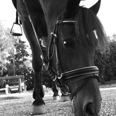 Anden særlig race  | Ponyo Chusteau