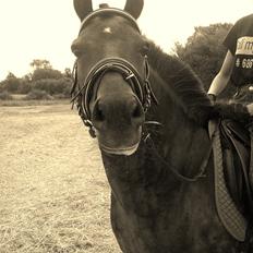 Anden særlig race  | Ponyo Chusteau