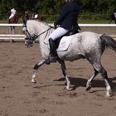 Anden særlig race Armani - B-pony