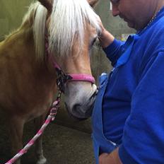 Haflinger Helena