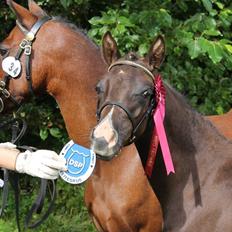 DSP Fredbo´s Zip code