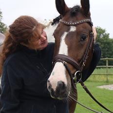 Irish Cob Crossbreed Willson Mc Caffee