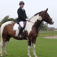 Irish Cob Crossbreed Willson Mc Caffee