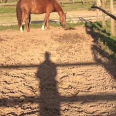 New Forest Østervangs Juvel