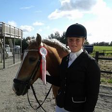 Haflinger Blue Star <3