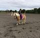 Haflinger Helena