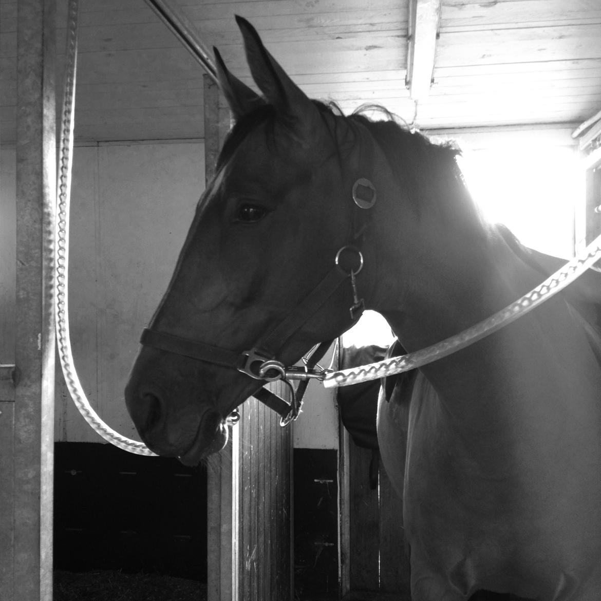 Trakehner Inarre(Babyhesten) billede 6