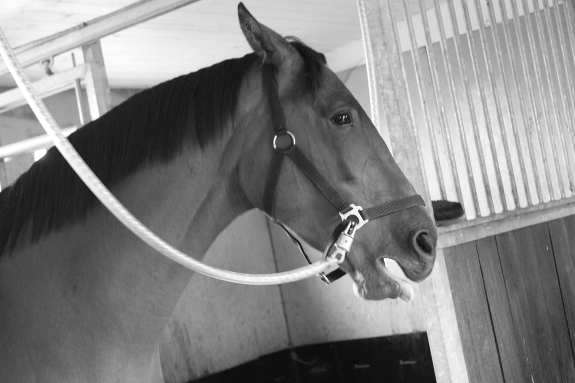 Trakehner Inarre(Babyhesten) billede 12