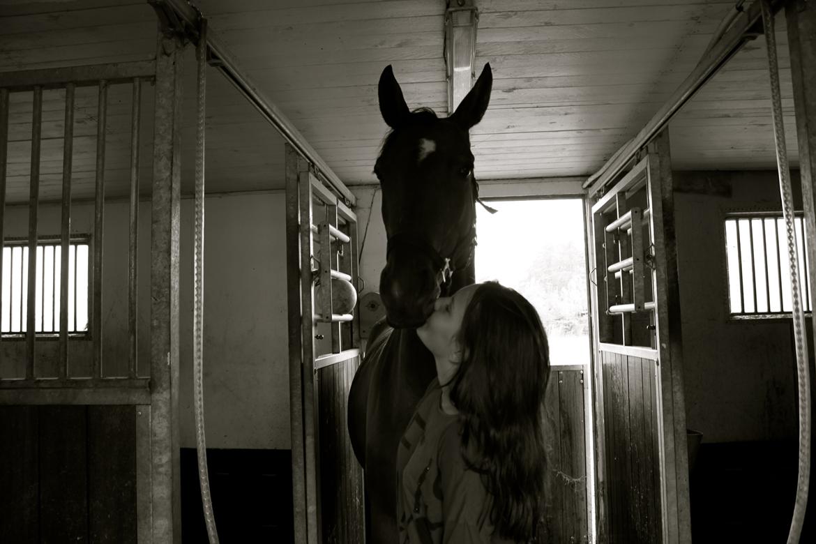 Trakehner Inarre(Babyhesten) billede 14