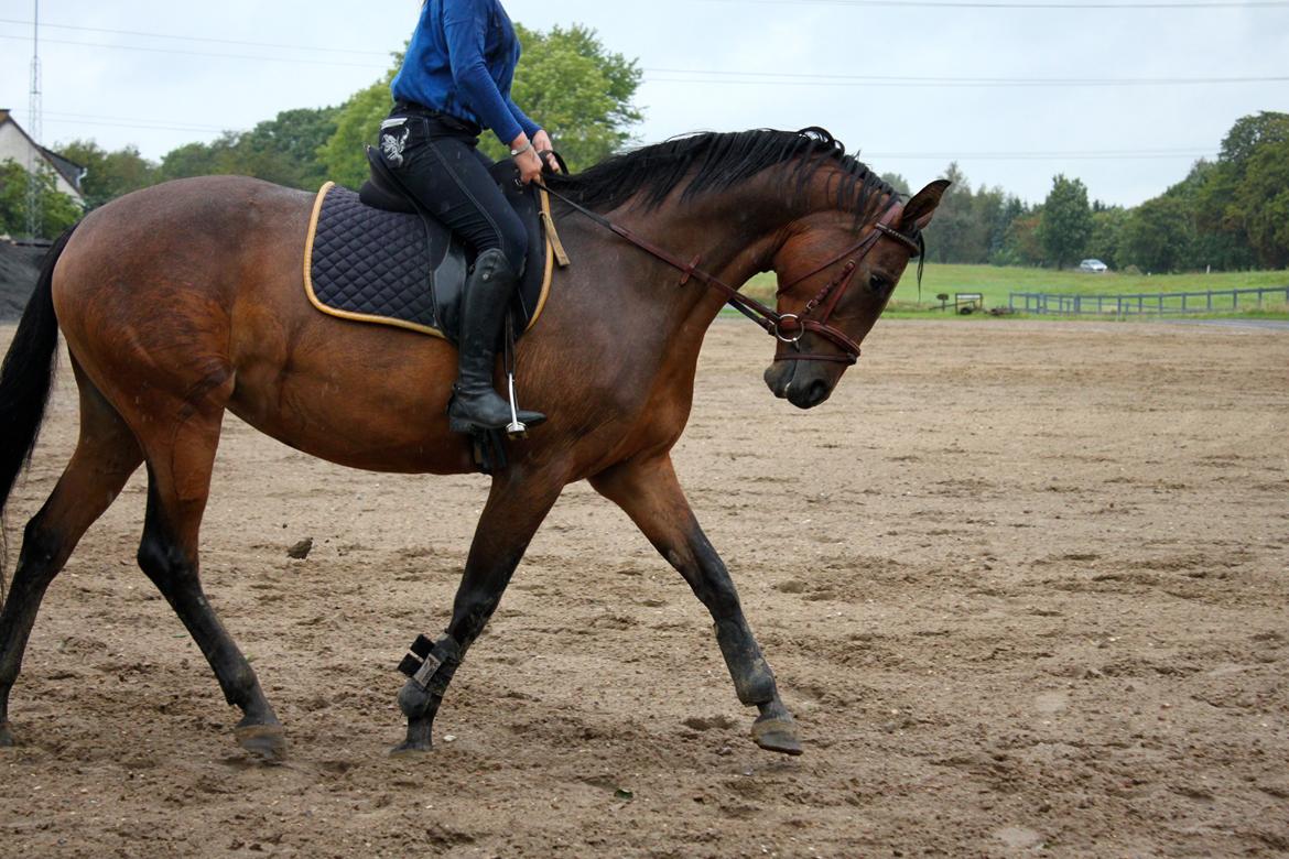 Trakehner Inarre(Babyhesten) billede 8