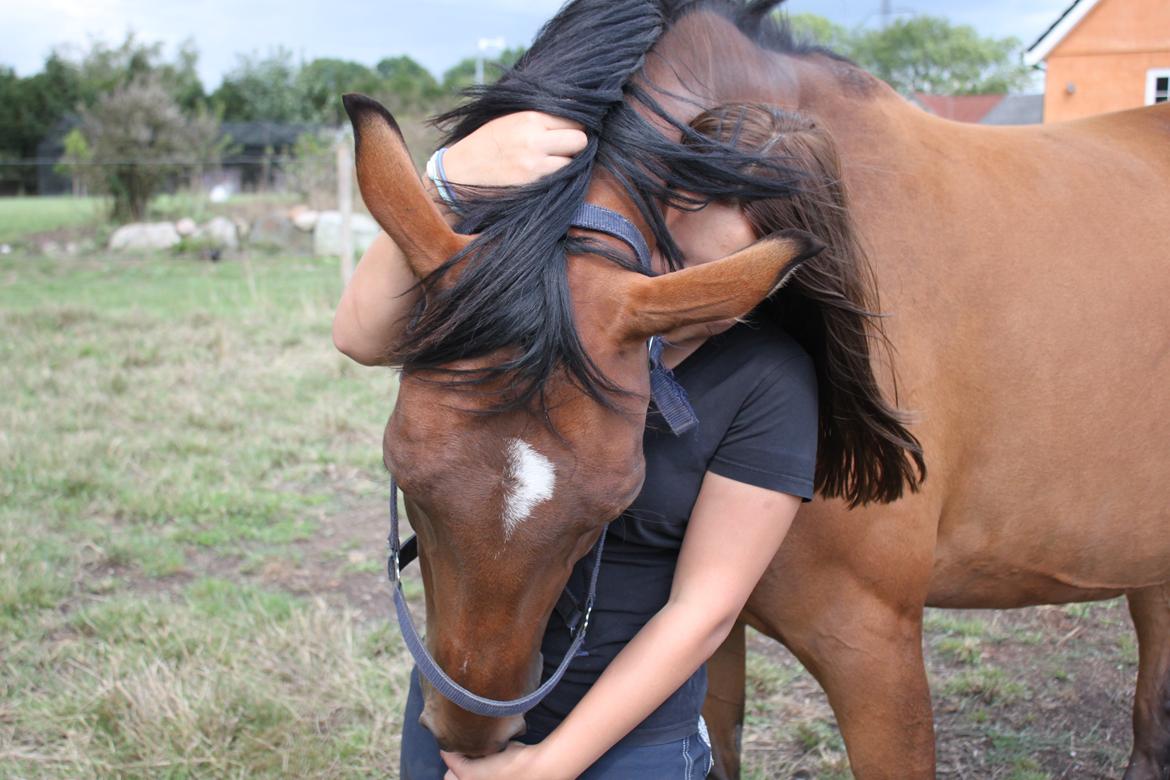 Trakehner Inarre(Babyhesten) billede 18