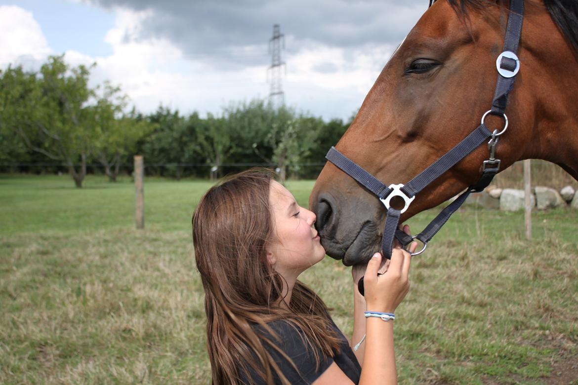 Trakehner Inarre(Babyhesten) billede 9