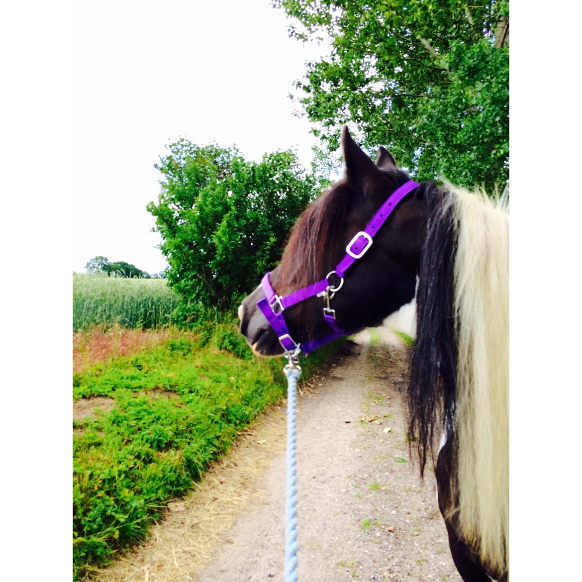 Irish Cob Holms Emmely - verdens smukkeste lille Ems. :) billede 10