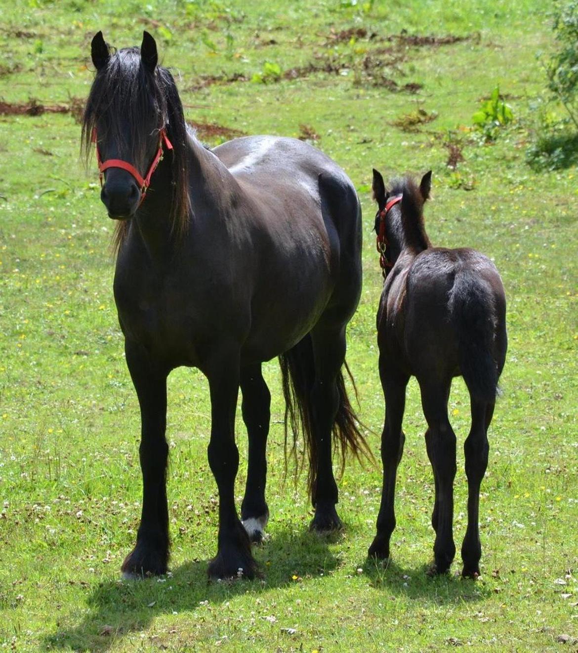 Barockpferd Nørrelunds Zippo - Hygge på marken. billede 7