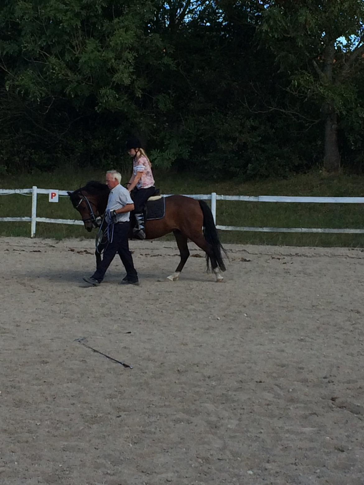 DSP Stella - 3 gang med rytter idag, 27-8/14 <3 billede 4