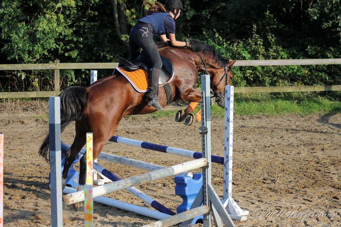 Dansk Varmblod Westergaardens Lucky Star billede 3