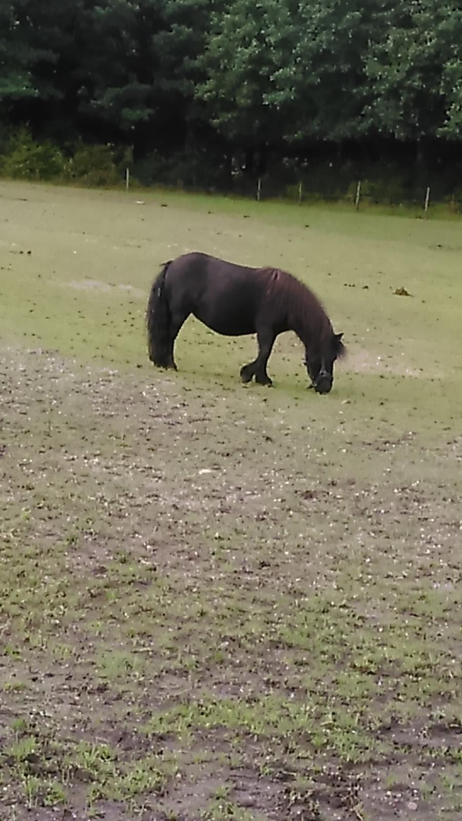Shetlænder Bjerregaards Maja billede 7