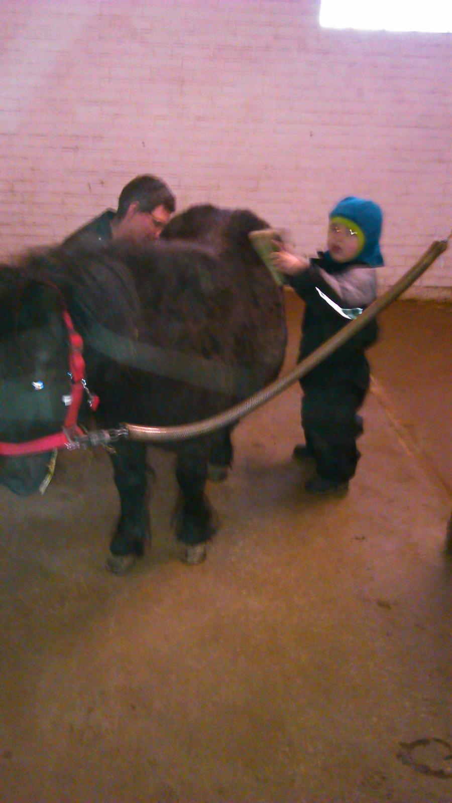 Shetlænder Bjerregaards Maja billede 8