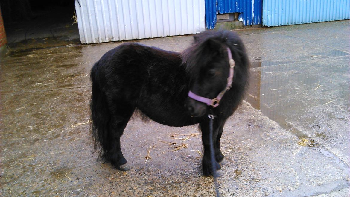 Shetlænder Bjerregaards Maja billede 9