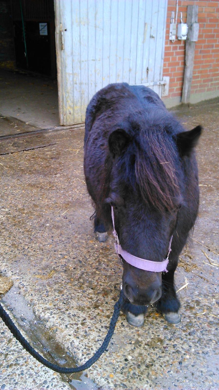 Shetlænder Bjerregaards Maja billede 10