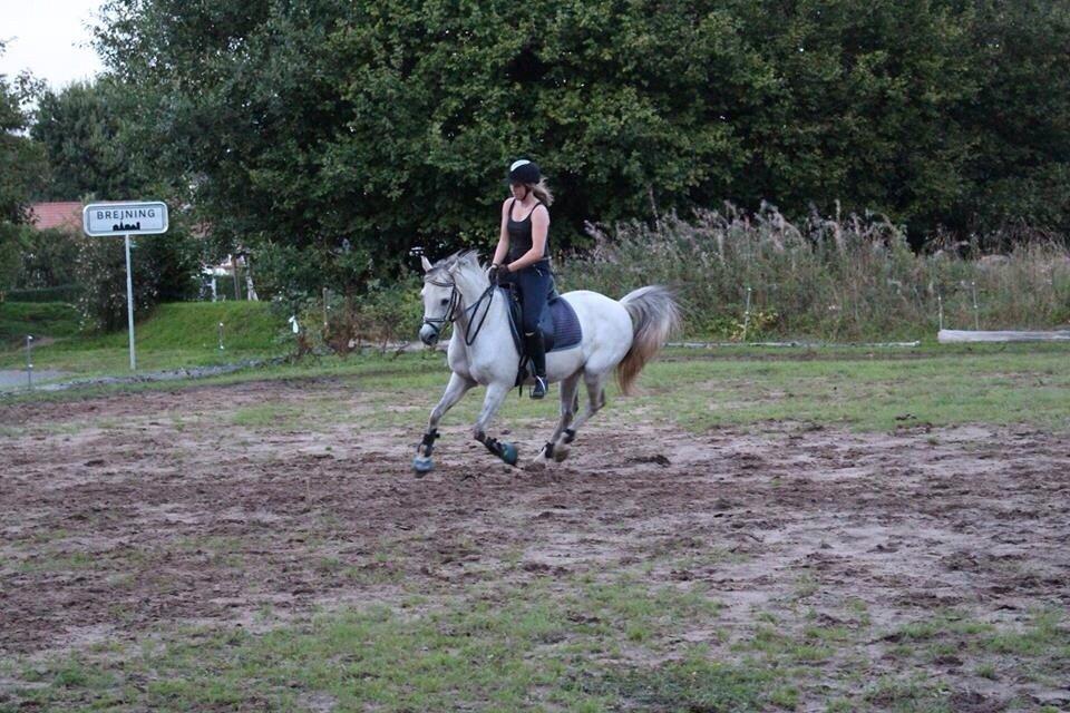 DSP Baxter billede 19