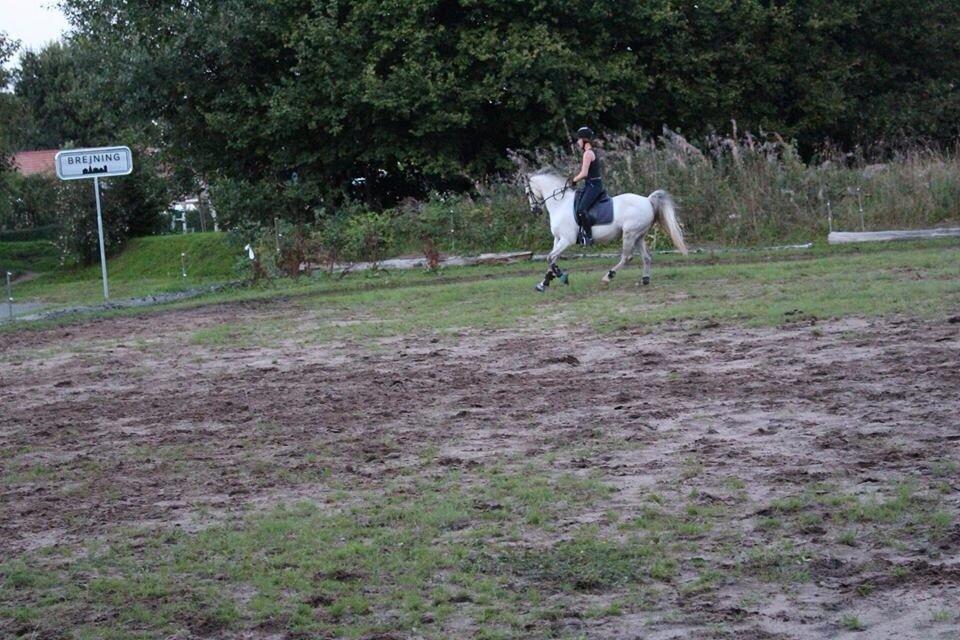 DSP Baxter billede 21