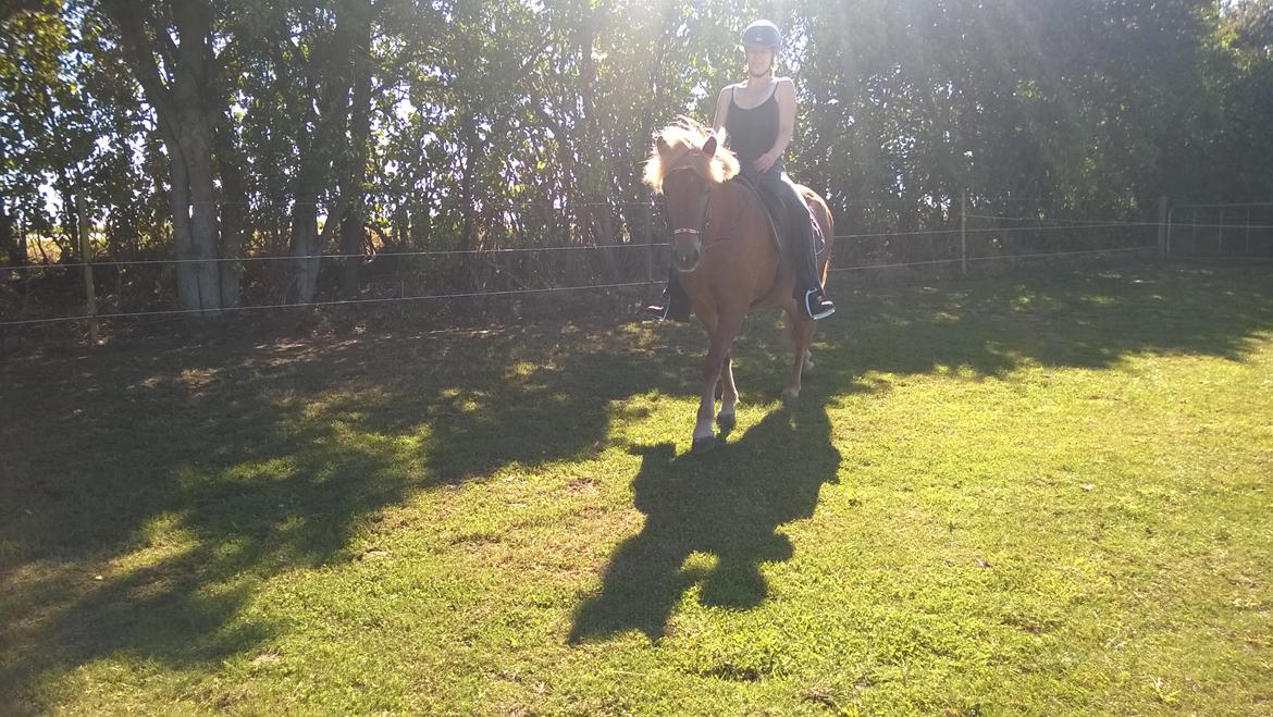 Islænder Iða fra Vindbyholt billede 9