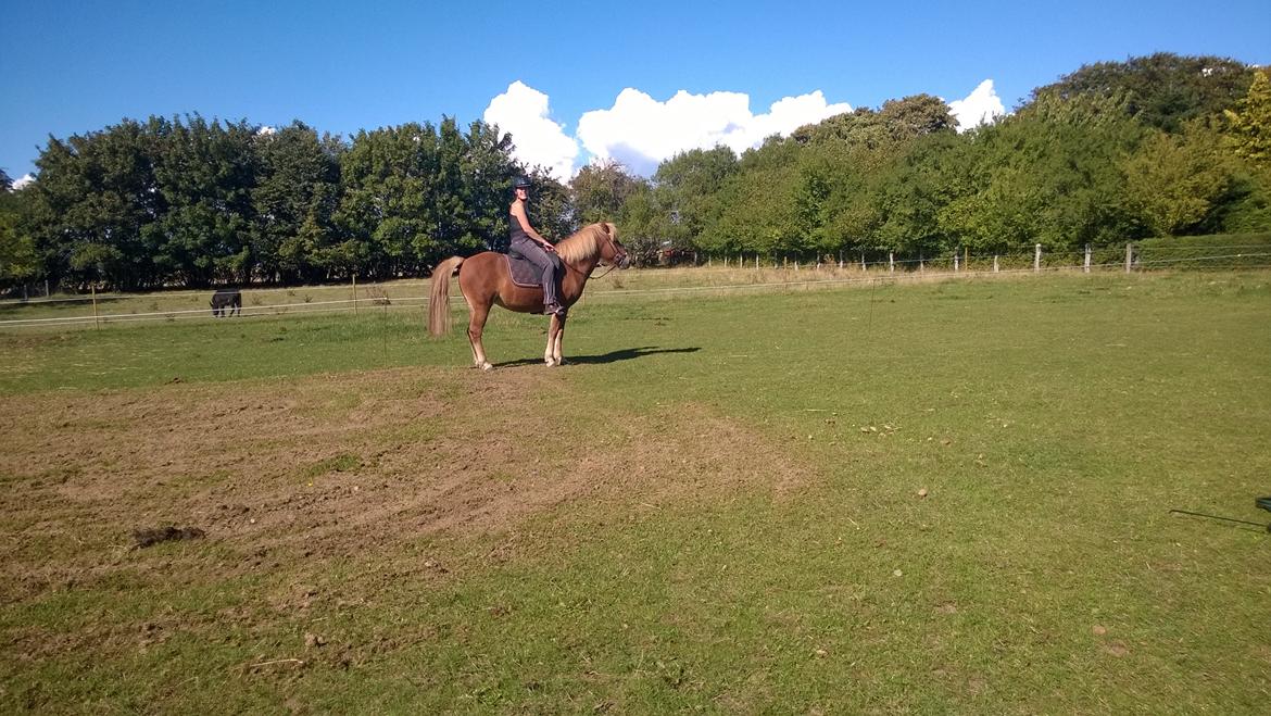 Islænder Iða fra Vindbyholt billede 12