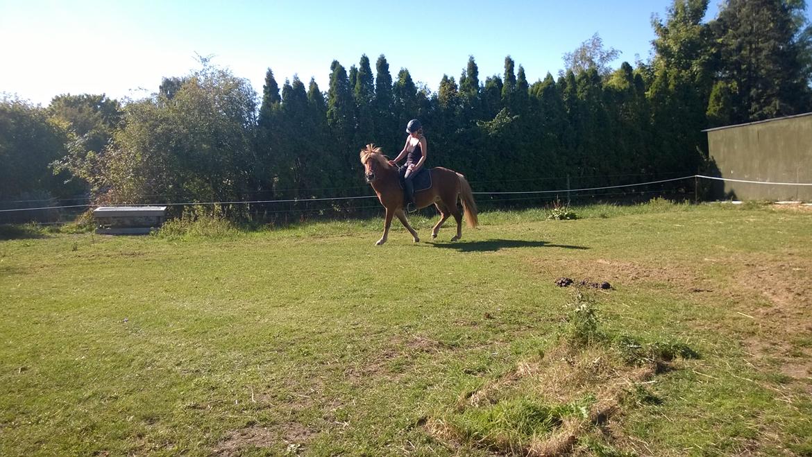 Islænder Iða fra Vindbyholt billede 10