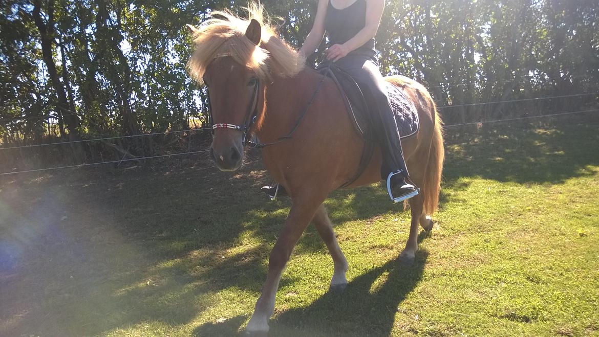 Islænder Iða fra Vindbyholt billede 11