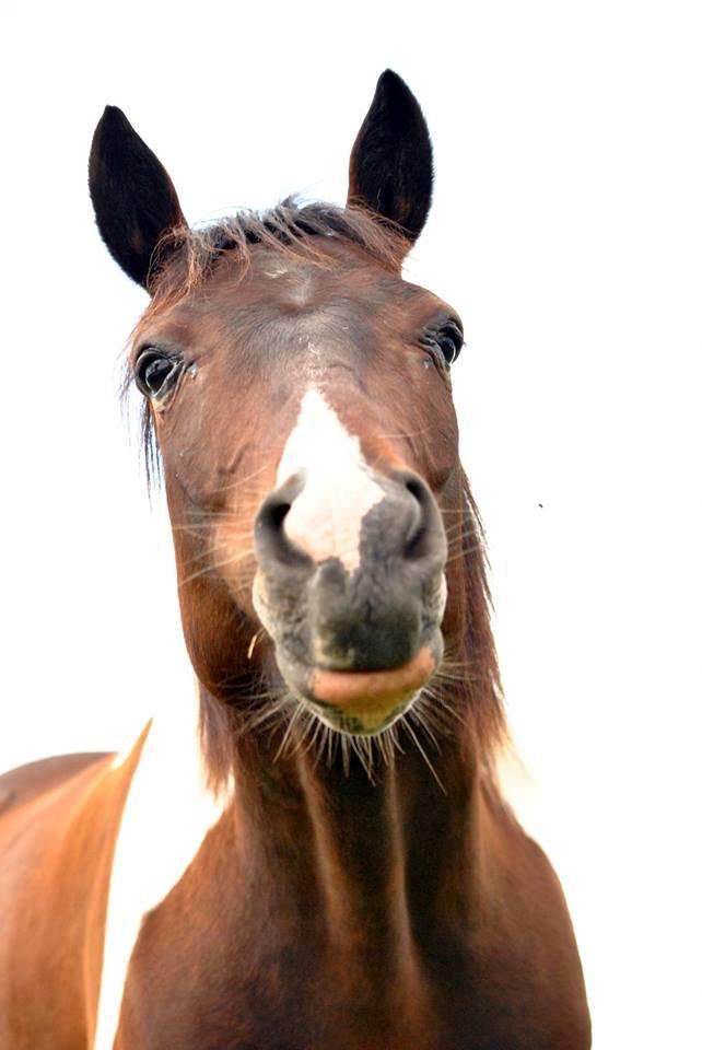 Pinto Cadeaux billede 9