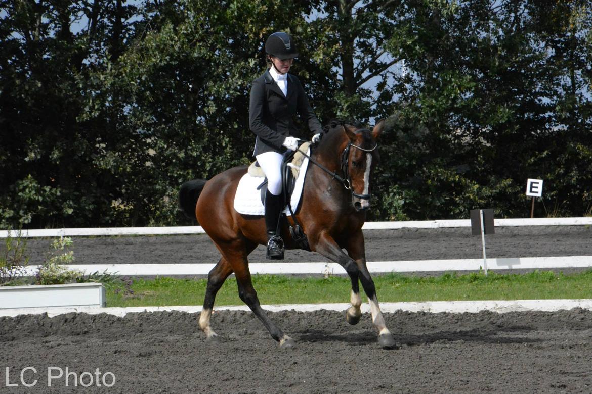 Hollandsk Sportspony Orchid's Corallina B-pony billede 8