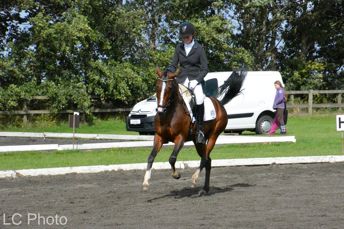 Hollandsk Sportspony Orchid's Corallina B-pony billede 2