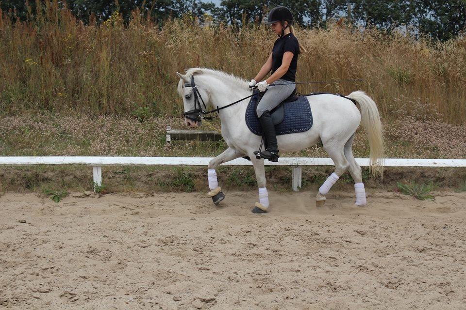 Anden særlig race snehvide billede 1